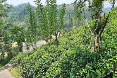 Tea Estate For Urgent Sale in Agalawatta