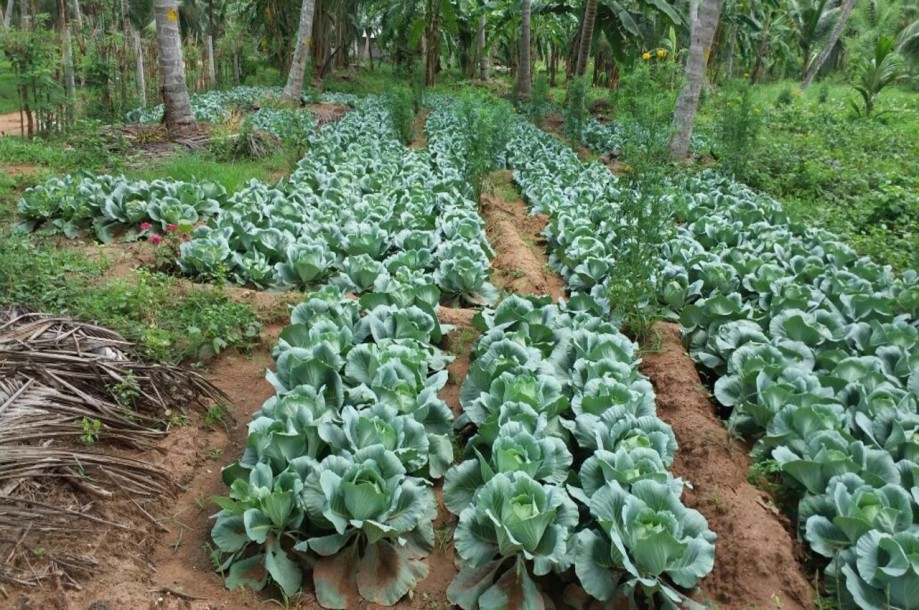 Farm for Sale in Kurunegala-6