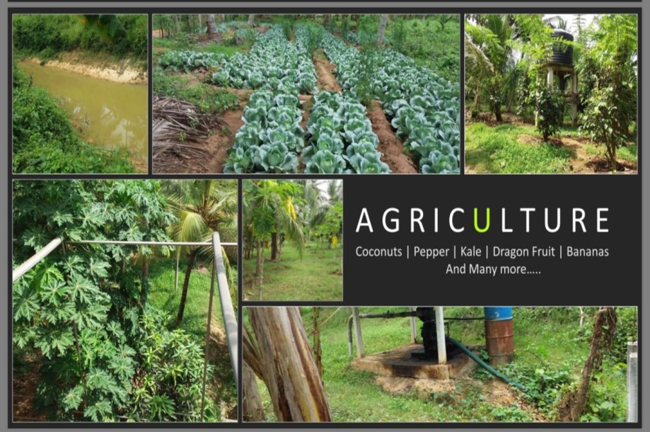 Farm for Sale in Kurunegala-3