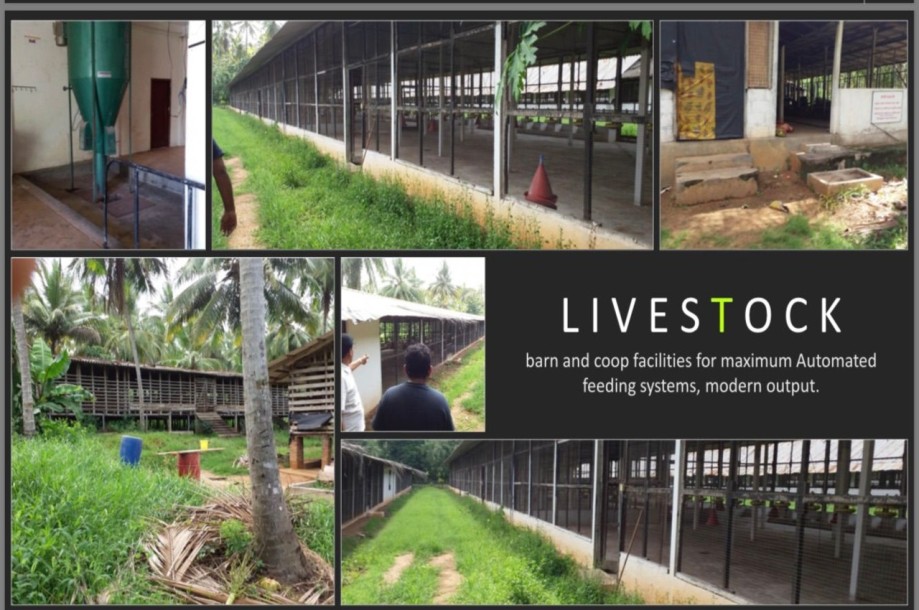 Farm for Sale in Kurunegala-2