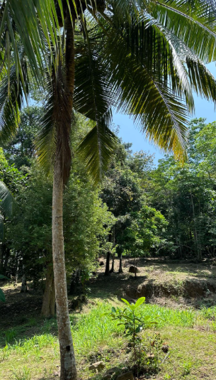 Land for Sale in Unawatuna, Talpe | Price LKR 45 Million (LA4673)