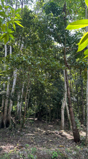 Land for Sale in Unawatuna, Talpe | Price LKR 45 Million (LA4673)-3