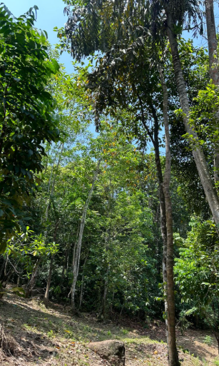 Land for Sale in Unawatuna, Talpe | Price LKR 45 Million (LA4673)-2