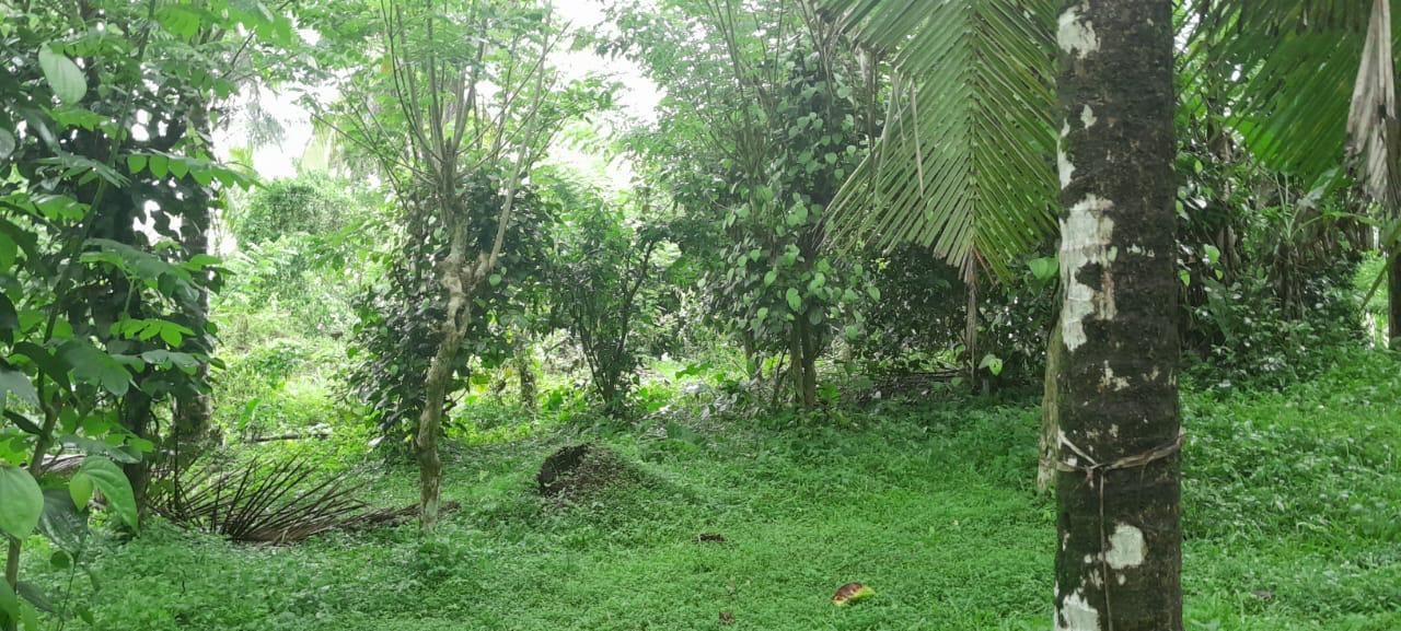 Plantation Estate for Sale in Kahatagahawatta-10