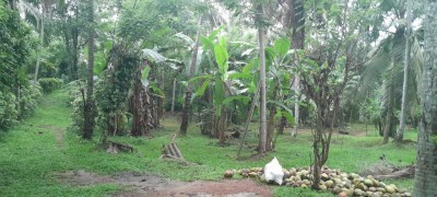 Plantation Land for sale in Dompe - Investment opportunity-6