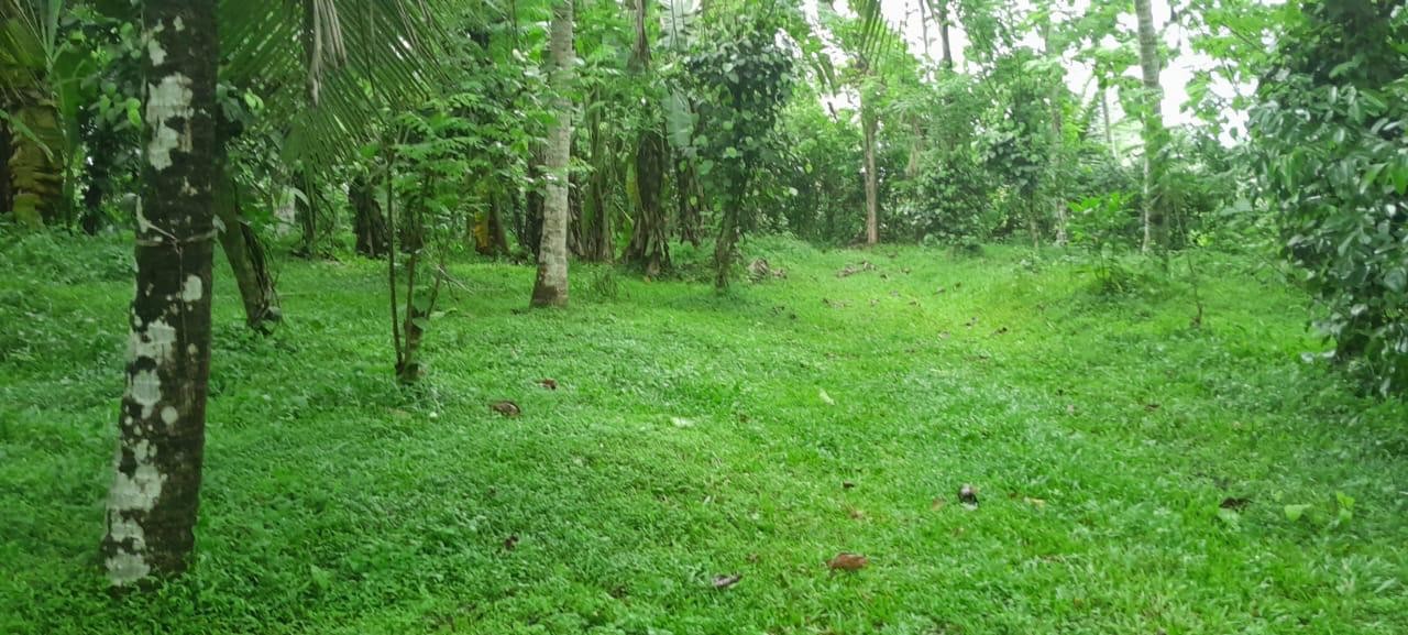 Plantation Land for sale in Dompe - Investment opportunity-5