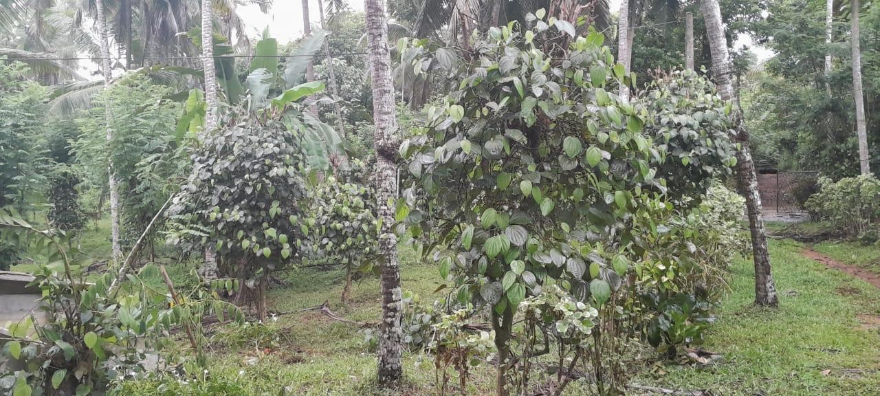 Plantation Land for sale in Dompe - Investment opportunity-3