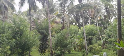 Plantation Land for sale in Dompe - Investment opportunity