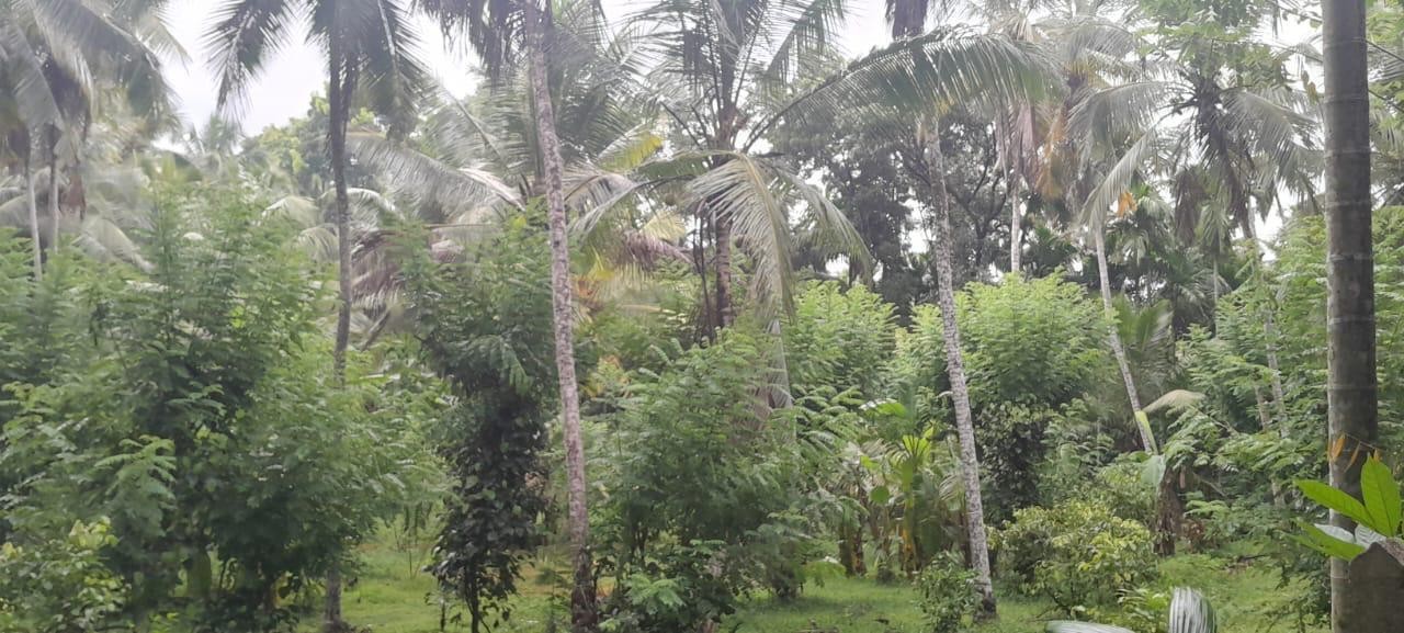 Plantation Land for sale in Dompe - Investment opportunity-1