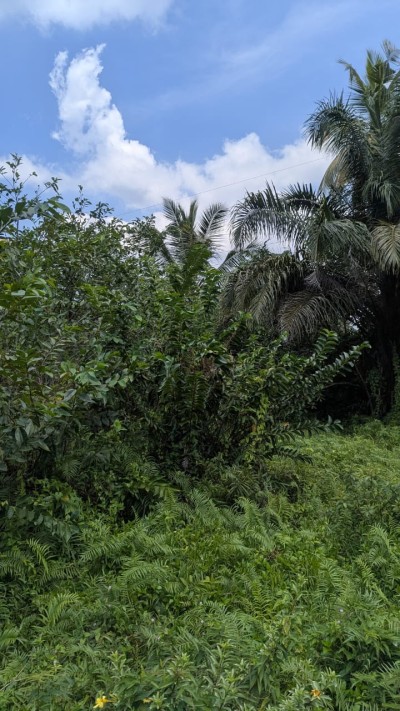 Massive Land for Sale in Galle-3