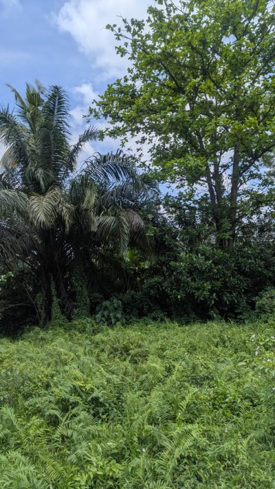 Massive Land for Sale in Galle-2