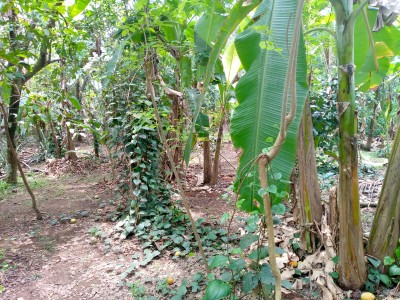 Land for Sale in Gampaha-8