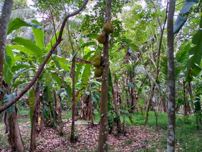 Land for Sale in Gampaha-3