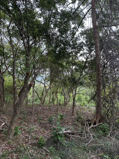 Land for Sale – Ahangama (3km to Beach)