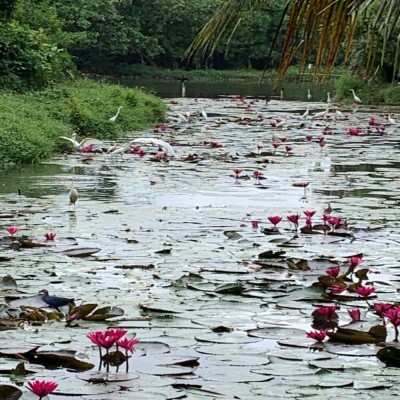 Land for Sale in Nawala