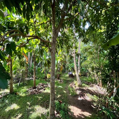 Land for Sale in Talpe-3