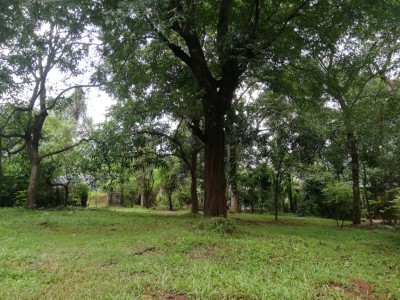 Massive land for sale in Naula-2