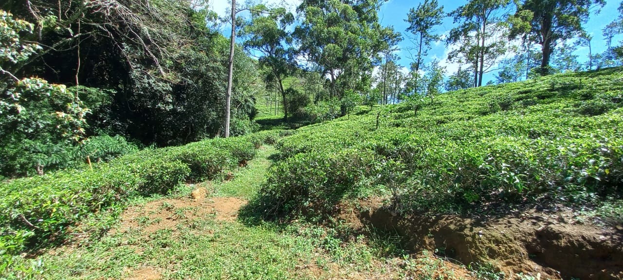 Massive Commercial Land for Sale in Ella-5