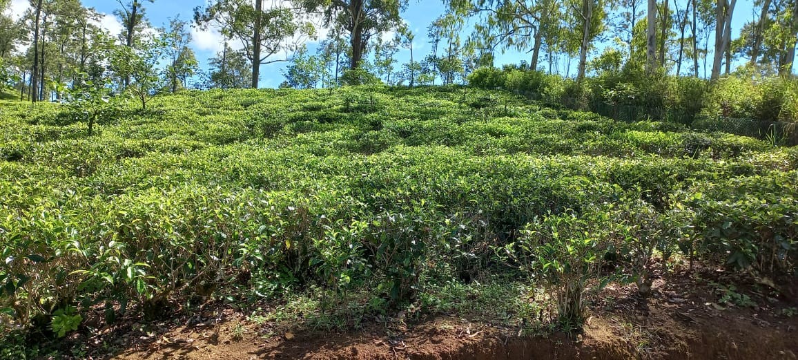 Massive Commercial Land for Sale in Ella-4