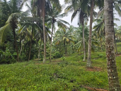 Coconut Estate for Sale in Kurunegala-7