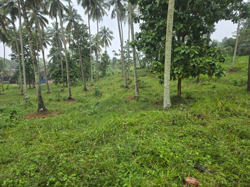 Coconut Estate for Sale in Kurunegala-1