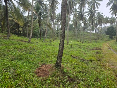Coconut Estate for Sale in Kurunegala-4