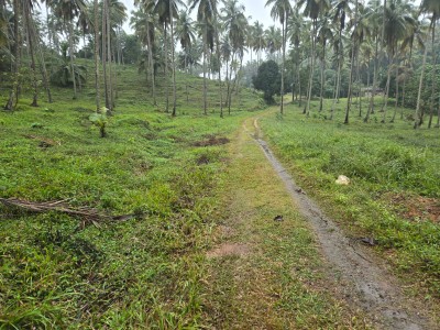 Coconut Estate for Sale in Kurunegala-3