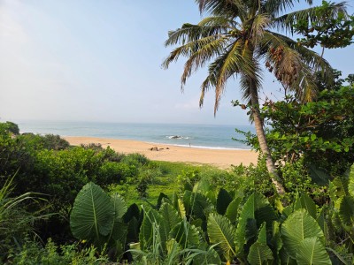259 Perches Beachfront Land for Sale in Balapitiya | LKR 411.2 Million-3