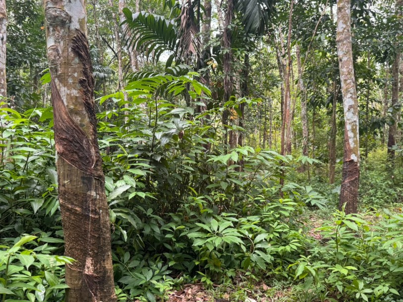6.8 Acre Land for Sale in Hanwella | LKR 85 Million(LA4730)-1