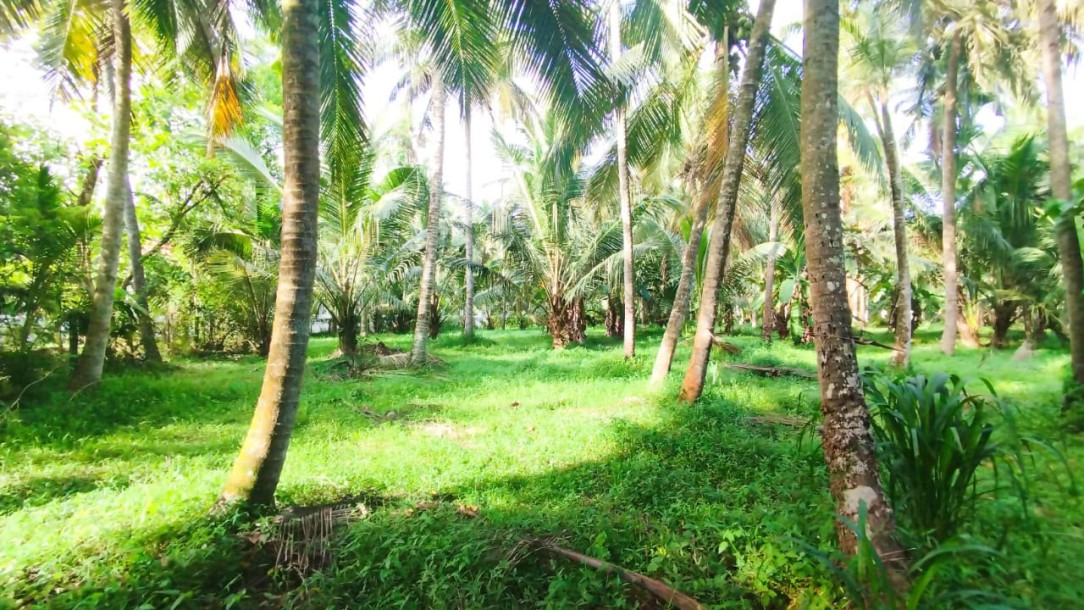 Coconut Plantation for Sale in Katana, Gampaha | LKR 55 Mn(LA4792)-1