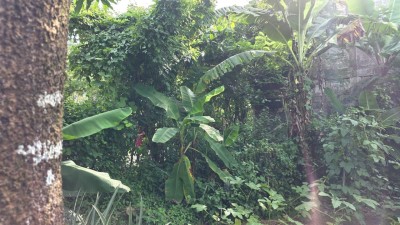 Bare Land for Sale in Kiriwaththuduwa | 13.10 Perches | LKR 8 Million (Negotiable) (LA4894)-3