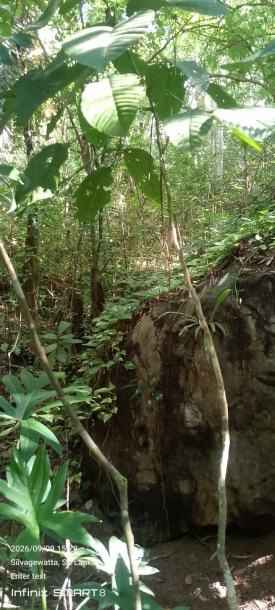 Land for Sale in Galle | LKR 728 Million (LA4950)-5