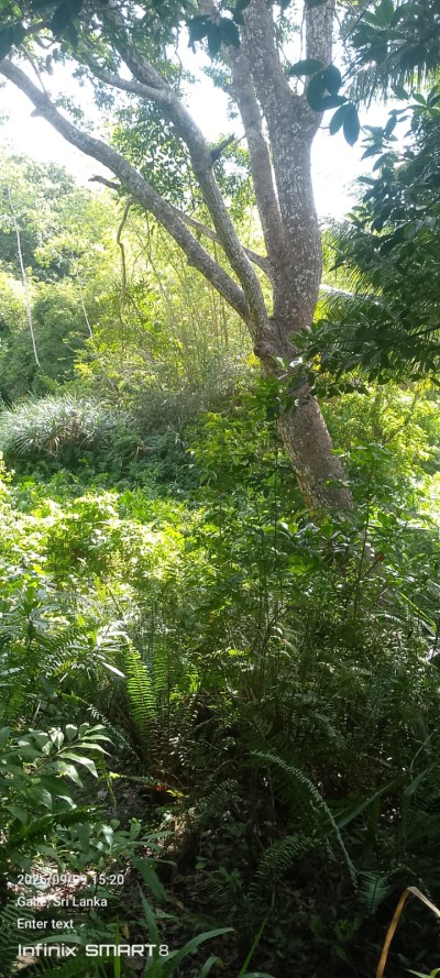 Land for Sale in Galle | LKR 728 Million (LA4950)-6