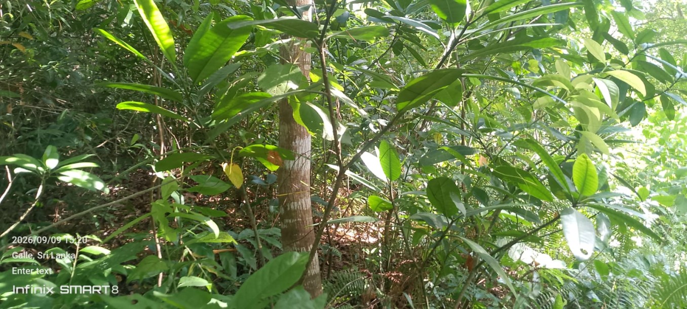 Land for Sale in Galle | LKR 728 Million (LA4950)-4