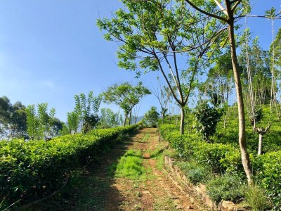 6.5 Acres Land for Sale in Ramboda, Nuwara Eliya | LKR 55 Million  (LA5015)