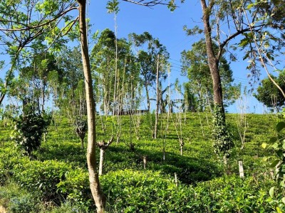 6.5 Acres Land for Sale in Ramboda, Nuwara Eliya | LKR 55 Million  (LA5015)-2